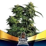OBG Kush Faster Fem - BSF