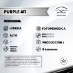 Purple #1 Fem - Dutch Passion x3 - Imagen 2