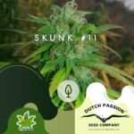 Skunk #11 - Dutch Passion x3