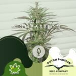 CBD Compassion Lime Fem - Dutch Passion x3