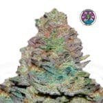 Auto Delicious Cookies - Delicious Seeds 3+1