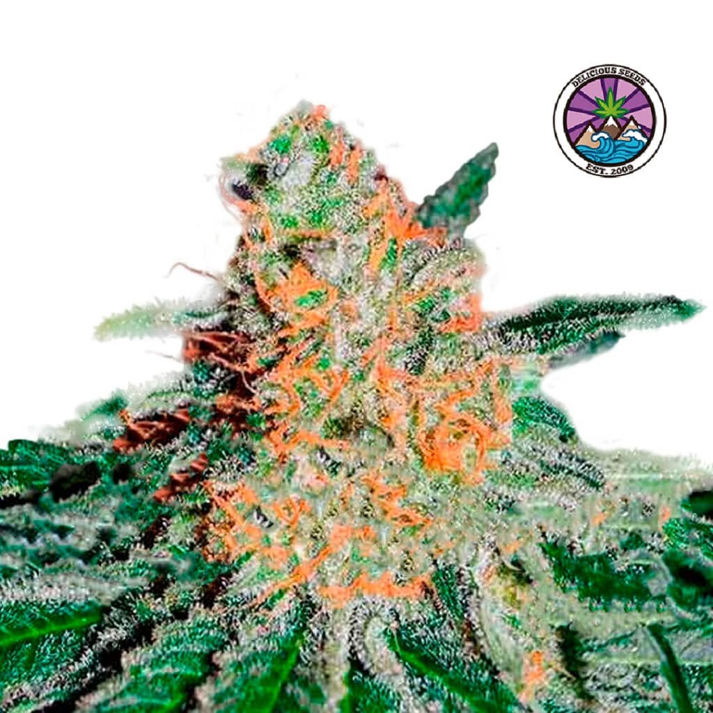 CBD Jam Fem – Delicious Seeds 3+2 - Mariseeds