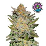 Auto Blue Ace CBD - Delicious Seeds 3+1