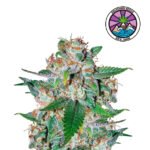 Auto Northern Light Blue - Delicious Seeds 3+1