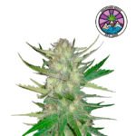 Auto Sugar Black Rose - Delicious Seeds 3+1