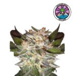 Auto Delicious Candy - Delicious Seeds 3+1