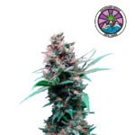 Delicious Candy Fem (Fotoperiódica) - Delicious Seeds 3+1