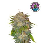 Caramelo Fem (Fotoperiódica) - Delicious Seeds 3+1