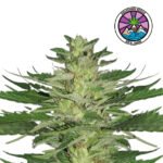 Chocobang Fem (Fotoperiodica) - Delicious Seeds 3+1