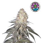 Delicious Cookies Fem - Delicious Seeds 3+1