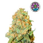 Critical Super Silver Haze Fem (Fotoperiódica) - Delicious Seeds 3+2