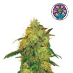 Jagg Kush Fem - Delicious Seeds 3+2