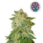 Auto La Bella Afrodita - Delicious Seeds 3+1