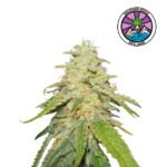 Sugar Black Rose Fem - Delicious Seeds 3+1