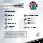 Sugar Black Rose Fem - Delicious Seeds 3+1 - Imagen 2