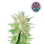 Sugar Candy Fem - Delicious Seeds 3+1