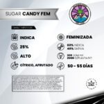 Sugar Candy Fem - Delicious Seeds 3+1 - Imagen 2