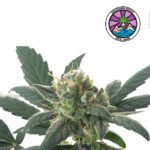 Auto La Diva - Delicious Seeds 3+1