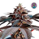 Golosa Fem (Fotoperiódica) - Delicious Seeds 3+1