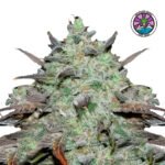 Marmalate Fem - Delicious Seeds 3+1