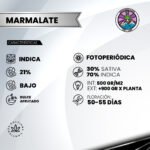 Marmalate Fem - Delicious Seeds 3+1 - Imagen 2