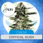 Critical Kush Fem x3 - ADN Seeds