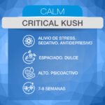 Critical Kush Fem x3 - ADN Seeds - Imagen 2