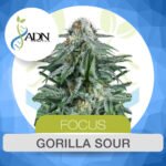 Gorilla Sour Fem X3 - ADN Seeds