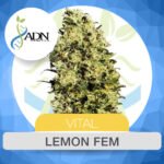 Lemon Fem x3 - ADN Seeds