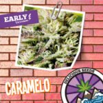 Caramelo Early Version Fem (Fotoperiódica) - Delicious Seeds x3