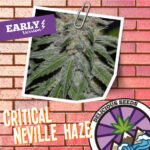 Critical Neville Haze Early Version Fem (Fotoperiódica) - Delicious Seeds x3