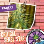Critical Sensi Star Early Version Fem (Fotoperiódica) - Delicious Seeds x3