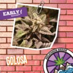 Golosa Fem Early Version - Delicious Seeds x3 - Imagen 2