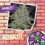 Marmalate Early Version Fem - Delicious Seeds x3