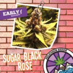 Sugar Black Rose Early Version - Delicious Seeds x3