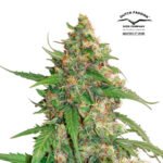 CBD Auto Compassion Lime - Dutch Passion x3