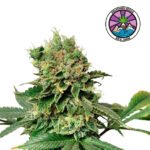 Descojack Fem (Fotoperiodica)- Delicious Seeds 3+1
