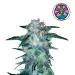 Eleven Roses Fem - Delicious Seeds 3+1