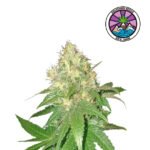 Northern Blue Fem THC Free - Delicious Seeds 3+1