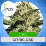Citric CBD Fem x3 - ADN Seeds