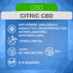 Citric CBD Fem x3 - ADN Seeds - Imagen 2