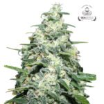 Amnesia Pro Fem - Gea Seeds
