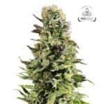 Auto Gorilla - Gea Seeds