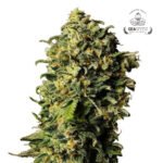 Auto Haze - Gea Seeds