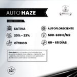 Auto Haze - Gea Seeds - Imagen 2