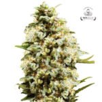 Critical CBD Fem - Gea Seeds