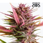 Despink Fem (Fotoperiódica) - Silver River Seeds x5