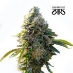 Epoxi OG Fem (Fotoperiódica)- Silver River Seeds x5