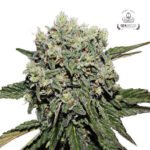 Hard Diesel Fem - Gea Seeds