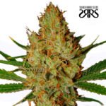 Lemon Blue Cheese Auto - Silver River Seeds x5